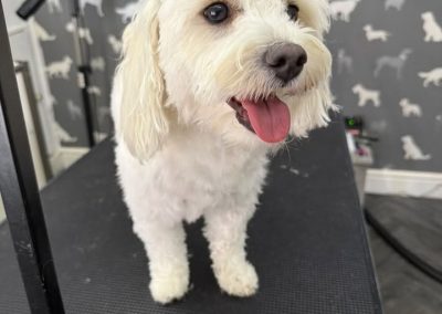 Dog Nail Clipping Scorton