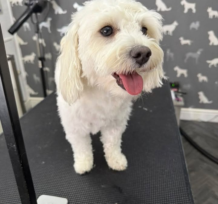 Dog Nail Clipping Scorton