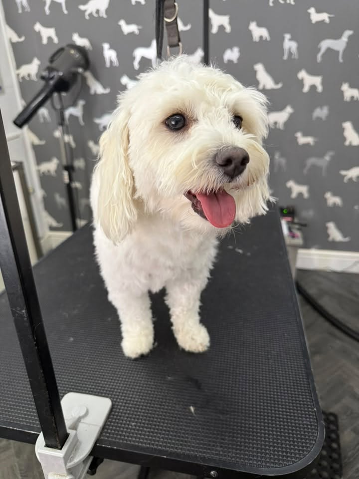 Dog Nail Clipping Scorton