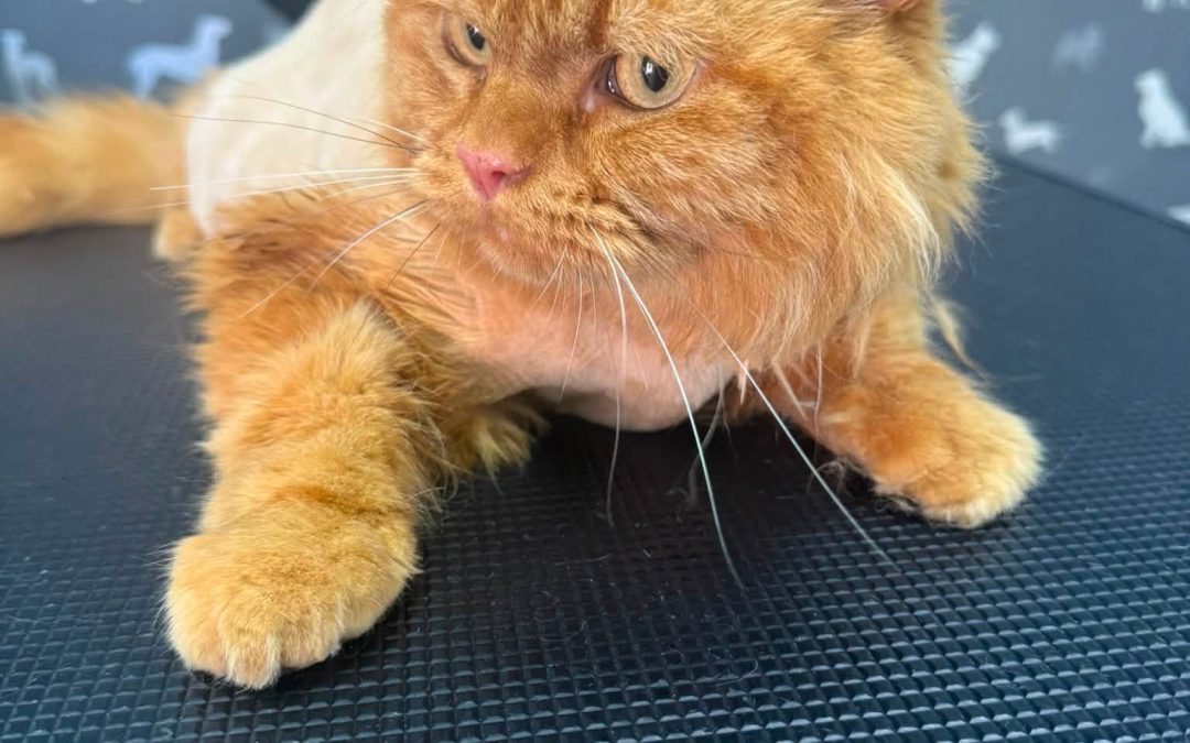 Cat Groomer Euxton