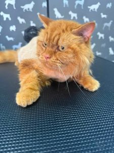 Cat Groomer Euxton