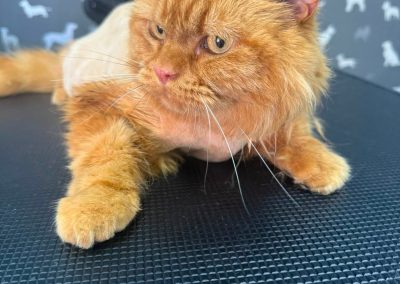 Cat Groomer Euxton