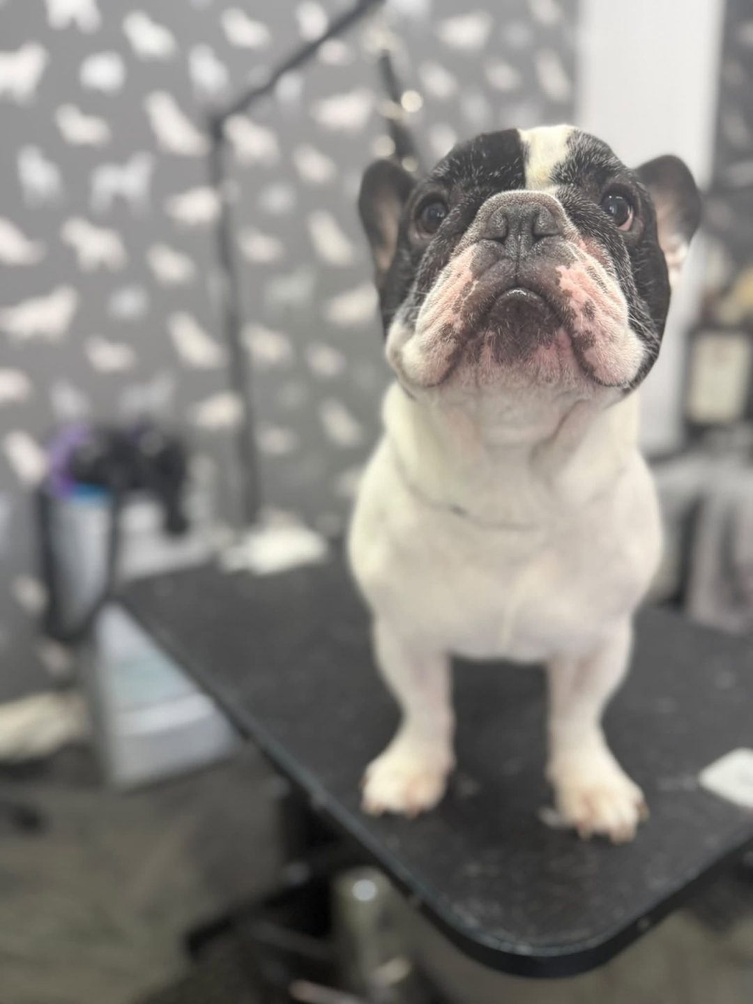Dog Groomer Cleveleys