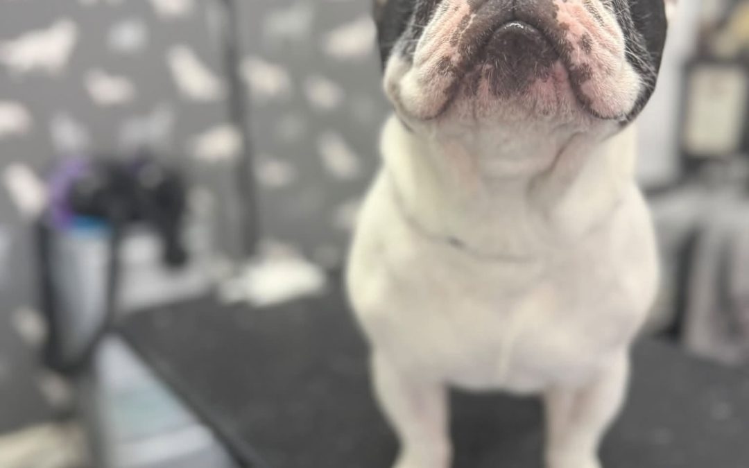 Dog Groomer Cleveleys