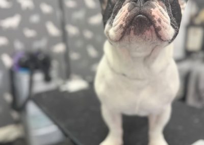 Dog Groomer Cleveleys