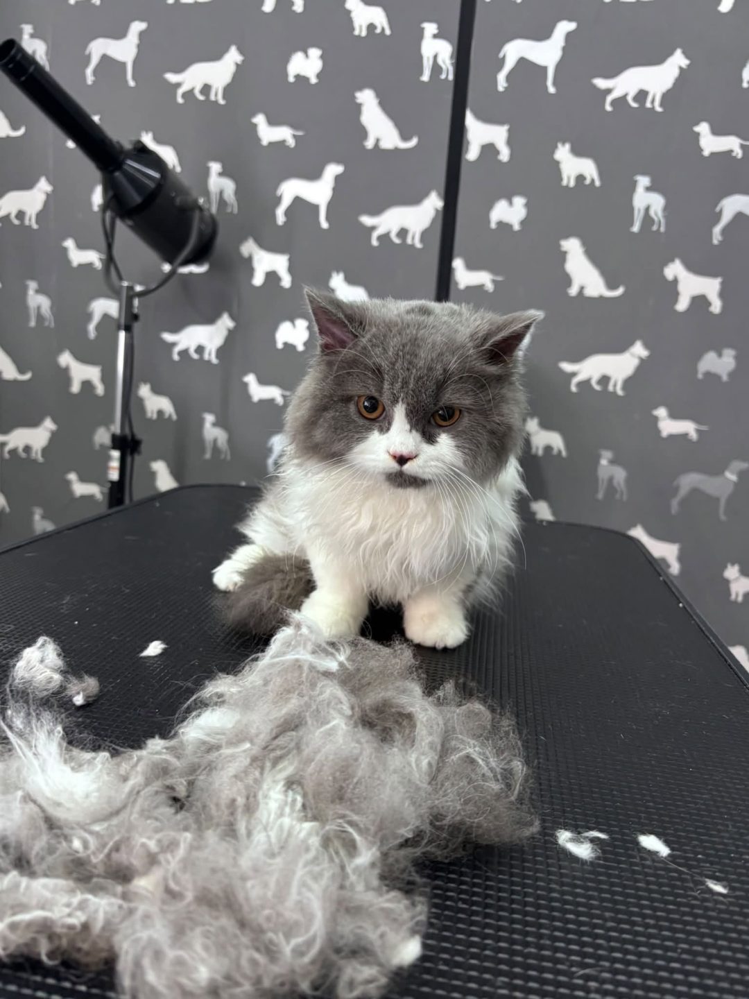 Cat Grooming Preston