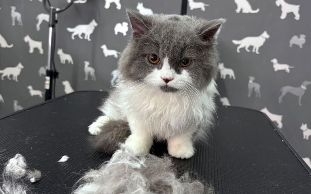 Cat Grooming Preston