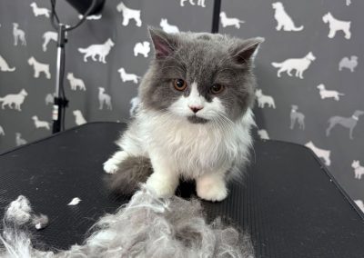 Cat Grooming Preston