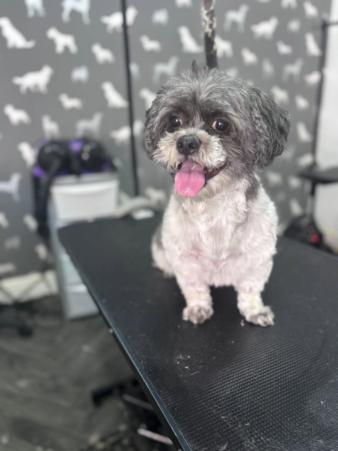 Dog Grooming Thornton Cleveleys