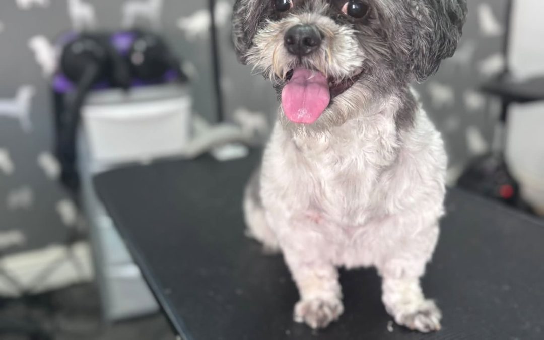 Dog Grooming Thornton Cleveleys