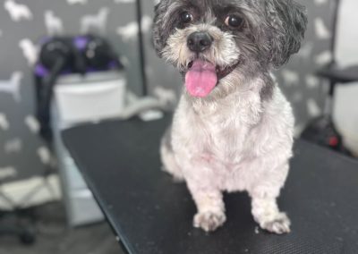 Dog Grooming Thornton Cleveleys