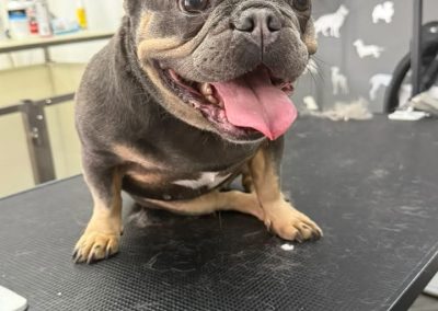 Dog Groomer Thornton Cleveleys