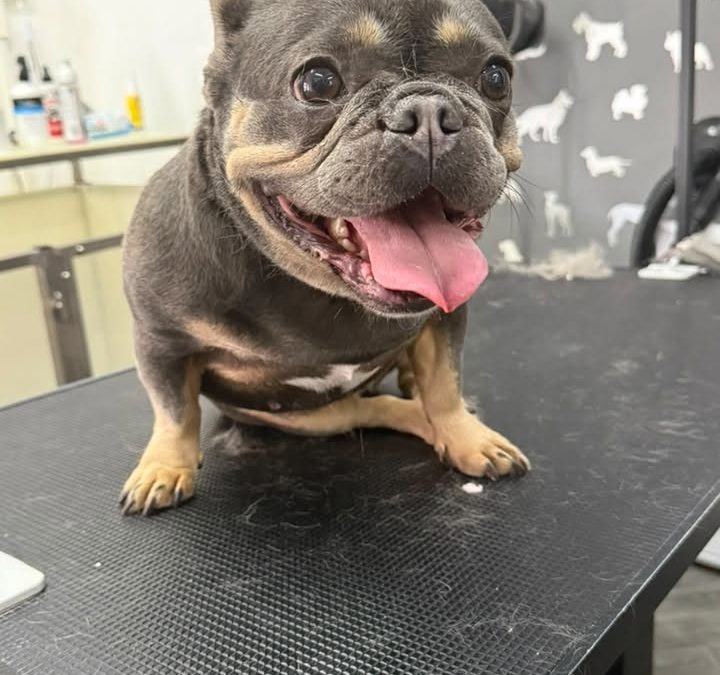 Dog Groomer Thornton Cleveleys