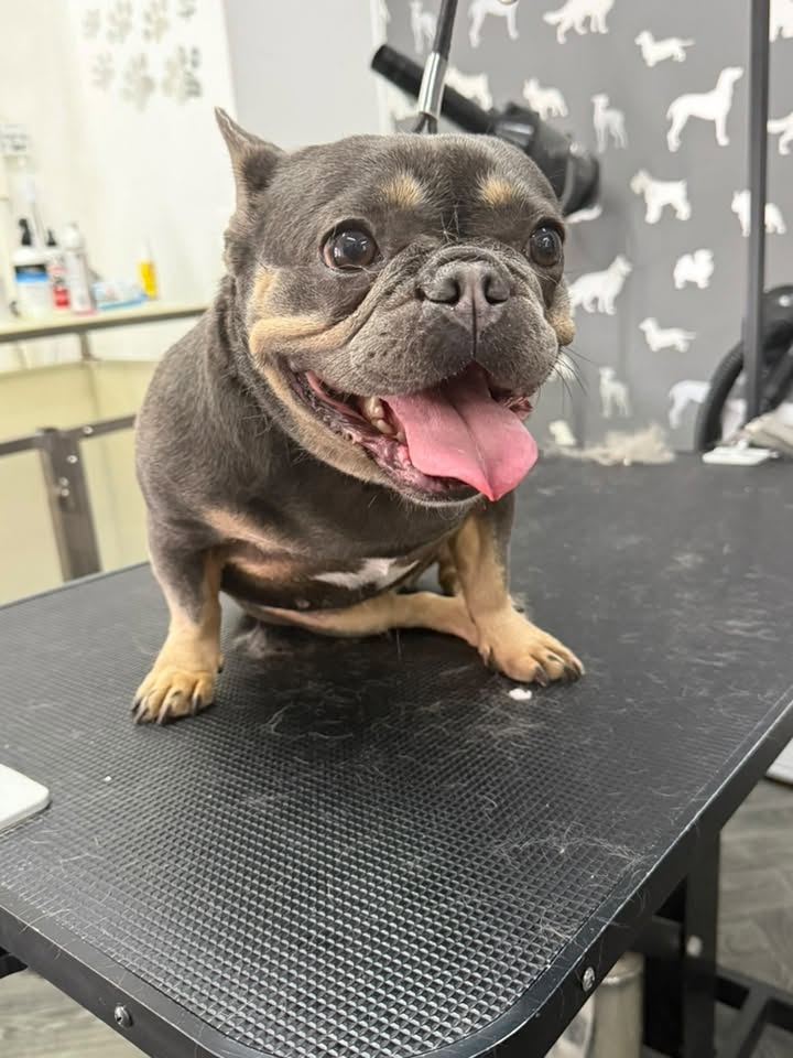 Dog Groomer Thornton Cleveleys