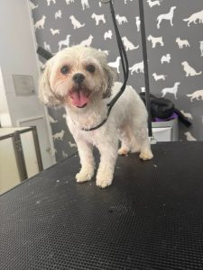 Dog Groomers Fleetwood