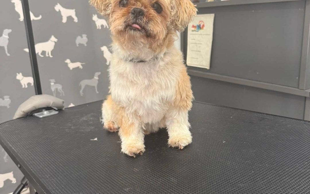 Dog Groomer Fleetwood
