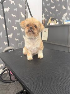Dog Groomer Fleetwood