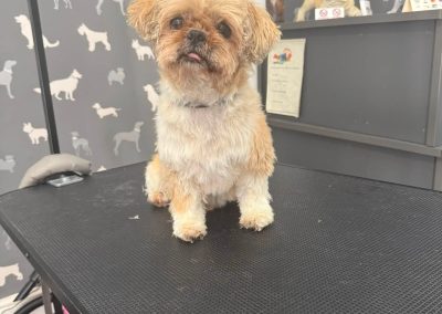 Dog Groomer Fleetwood