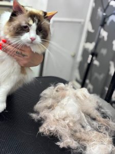 Cat Grooming Fulwood