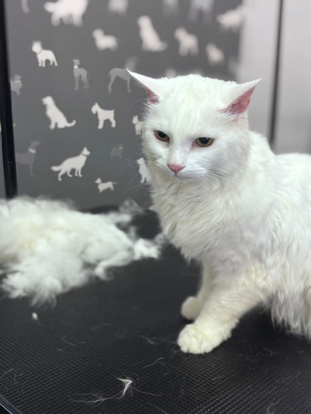 Cat Grooming Ashton on Ribble