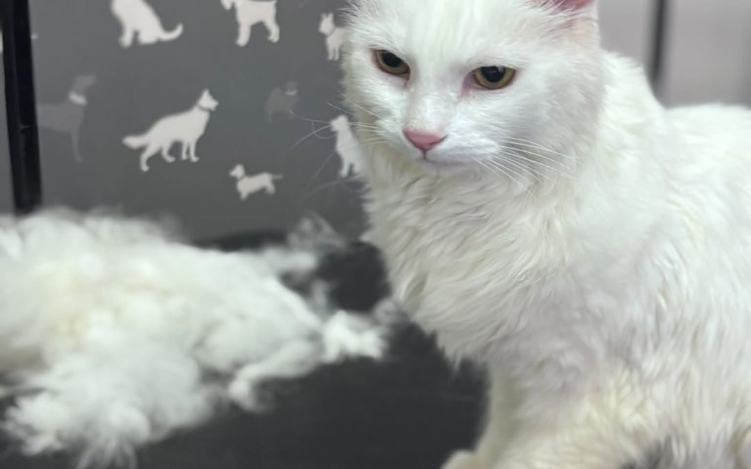 Cat Grooming Ashton on Ribble