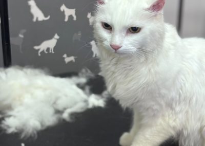Cat Grooming Ashton on Ribble