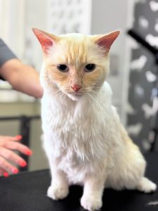 Cat Groomer Fulwood