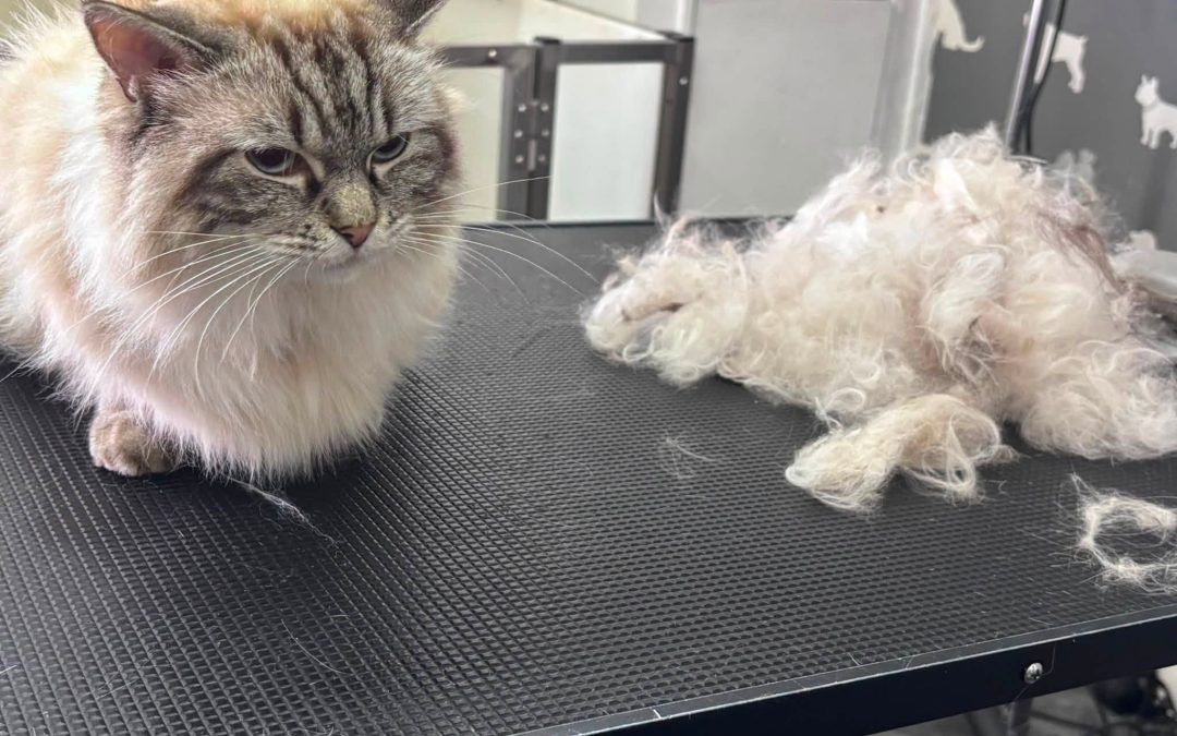 Cat Grooming Fulwood