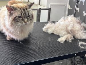 Cat Groomers Fulwood