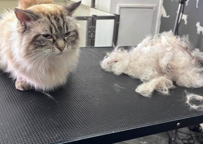 Cat Grooming Fulwood